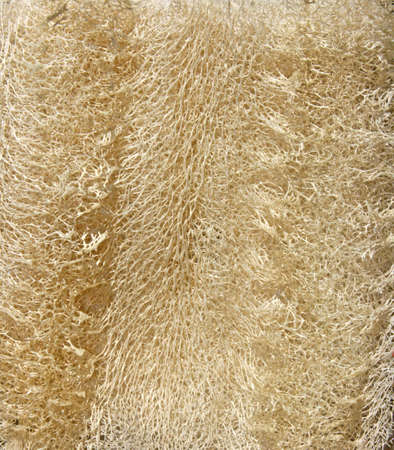 loofahの写真素材