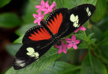 animal, insect
