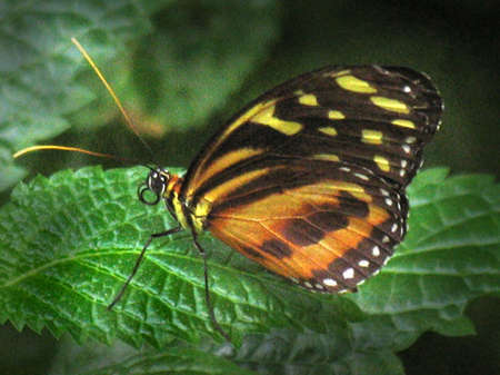 insect, animalの写真素材