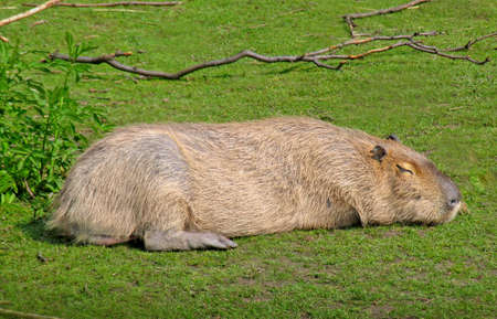 animalの写真素材