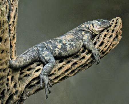 lizardの写真素材