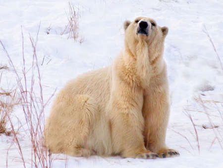 polar bearの写真素材