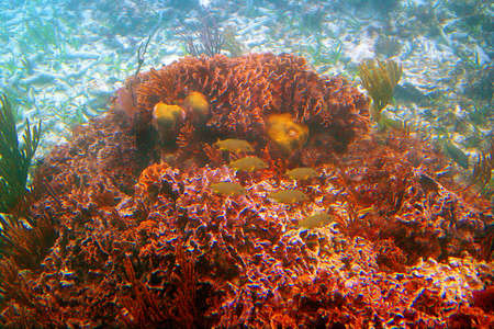 Coral reef in Cancun, Mexicoの写真素材