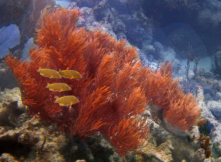 Coral reef in Cancun, Mexicoの写真素材