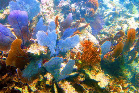 Coral reef in Cancun, Mexicoの写真素材