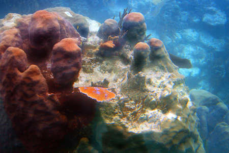 Coral reef in Cancun, Mexicoの写真素材