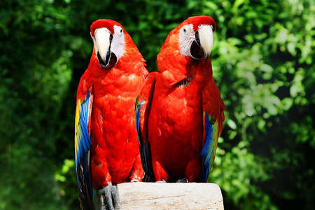 A pair of parrots on a perchの写真素材