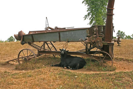 antique wheat chopper at least 100 years old and goatの写真素材