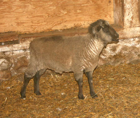 sheepの写真素材