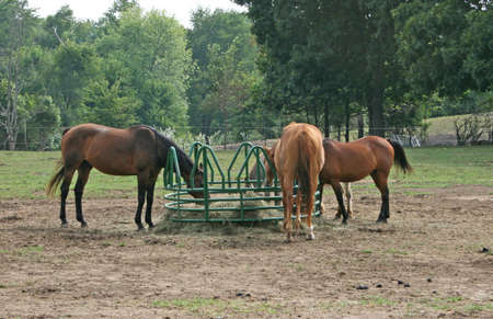Four horses feeding on hayの写真素材