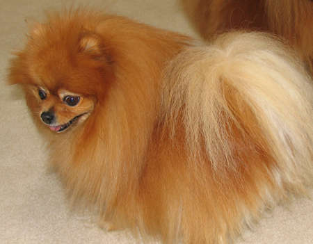 A cute female pomeranian dog full-grownの写真素材
