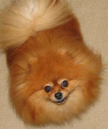 A cute adult female pomeranian dogの写真素材