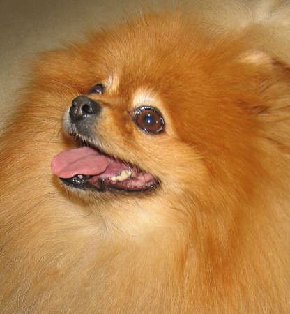 A cute pomeranian dog looking upの写真素材