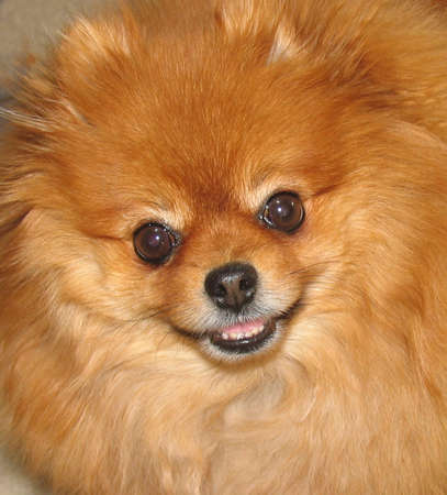 A cute adute female pomeranian looking at the cameraの写真素材