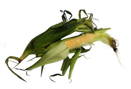 Two ears of fresh corn on the cobの写真素材