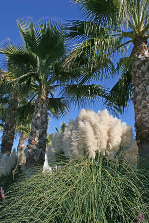 Lovely palm trees and reedsの写真素材