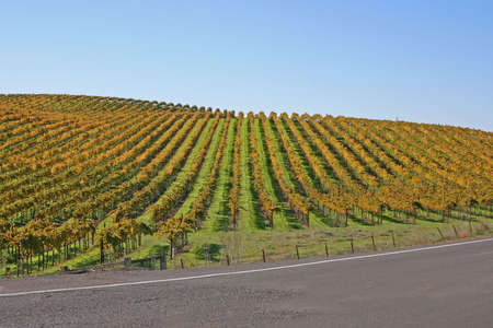 A Napa vineyard in the Fallの写真素材