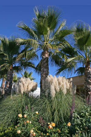 Several palm trees with flowers and reedsの写真素材