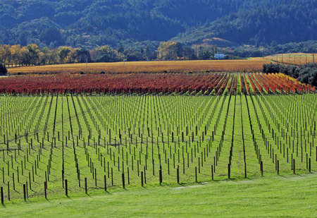 an autumn vineyard の写真素材