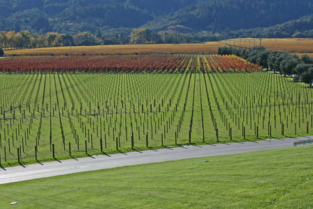 Attractive fall vineyard rowsの写真素材