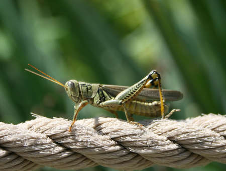 grasshopperの写真素材