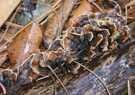 bracket mushroomsの写真素材