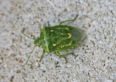 stink bugの写真素材