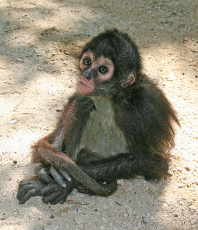 A 10-month-old orphan baby spider monkeyの写真素材