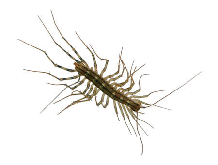 House centipede also known scientifically as Scutigera coleoptrataの写真素材