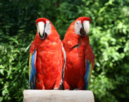 tropical parrots at feeder in Mexicoの写真素材