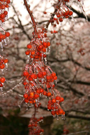 a cluster of crabapples after an ice stormの写真素材