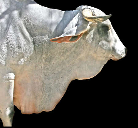 a water buffalo or bull in Mexicoの写真素材