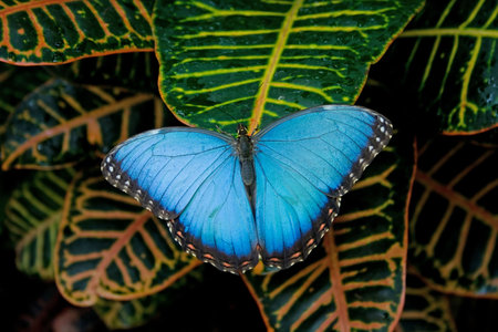 a beautiful Blue Morpho butterfly on leavesの写真素材