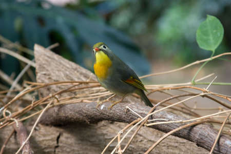 a small, colorful finch perched in a treeの写真素材