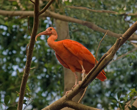 a large adult scarlet ibis perched in a treeの写真素材