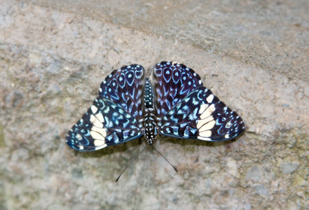 a tropical white, black and blue butterfly