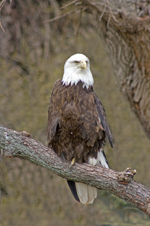 an American Bald Eagle perched on dry branches