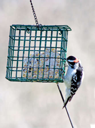 a small, male downy woodpecker at a suet feederの写真素材