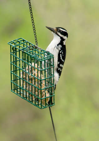 a male downy woodpecker at a suet feederの写真素材