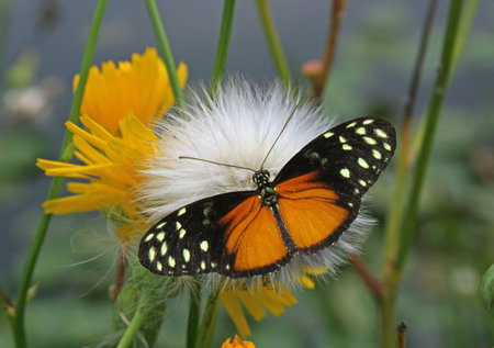 a butterfly resting on a puffy flower seed