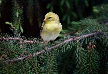 a female goldfinch perched on a spruce tree branchの写真素材
