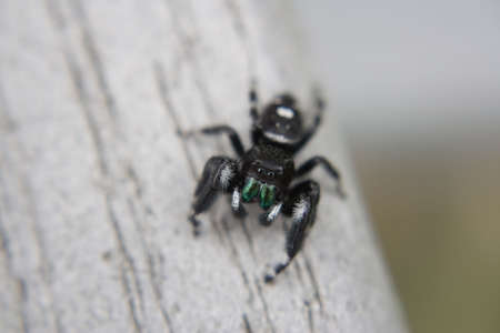 close-up of a jumping spider from the Family of salticidaeの写真素材