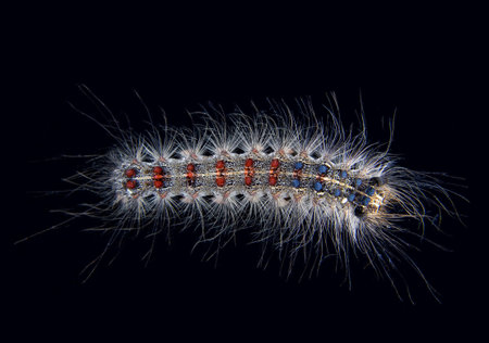 a destructive gypsy moth larva in one of its instar stages
