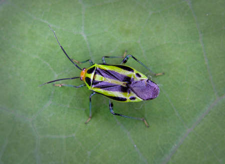 a four-lined plant beetle on a leafの写真素材