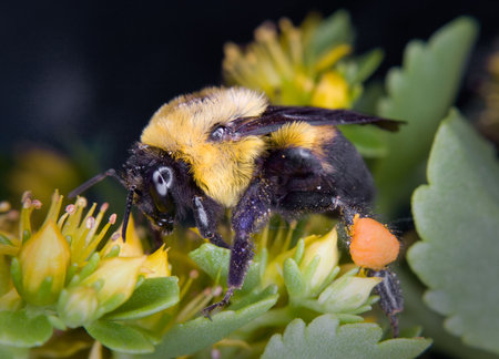 a large yellow and black bumble bee with legs full of pollen