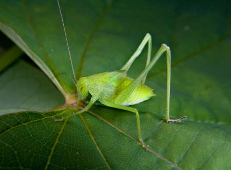 a small green grasshopper or katydid on a leafの写真素材