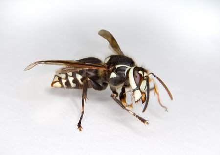 a bald-faced hornet at rest clearly showing large mandiblesの写真素材
