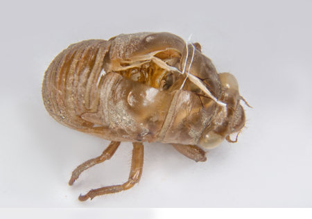 a newly emerged ciada on a white background