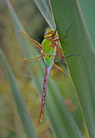 a cyclops dragon fly also called a a Anax juniusの写真素材