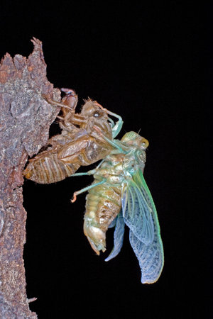 The metamorphosis of a young cicada into an adult